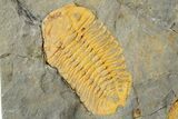 Rock With Thee Orange Trilobites (Ormathops sp & Prionocheilus?) #356822-3